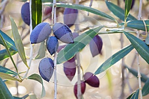 Dark blue ripe Calamata olives hanging on olive tree branch with blurred background