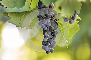 Dark blue ripening grape cluster lit by bright sun on blurred co