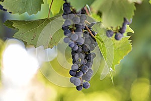 Dark blue ripening grape cluster lit by bright sun on blurred colorful bokeh copy space background