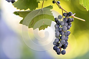 Dark blue ripening grape cluster lit by bright sun on blurred colorful bokeh copy space background