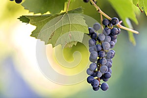 Dark blue ripening grape cluster lit by bright sun on blurred colorful bokeh copy space background