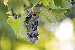 Dark blue ripening grape cluster lit by bright sun on blurred colorful bokeh copy space background