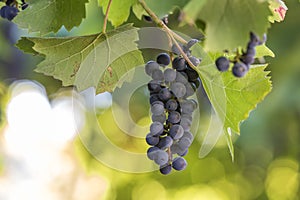 Dark blue ripening grape cluster lit by bright sun on blurred colorful bokeh copy space background