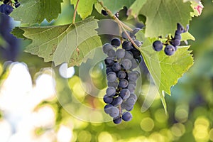 Dark blue ripening grape cluster lit by bright sun on blurred colorful bokeh copy space background