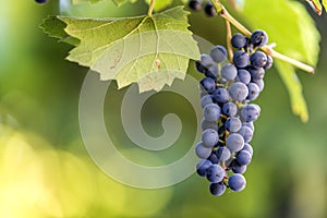 Dark blue ripening grape cluster lit by bright sun on blurred colorful bokeh copy space background