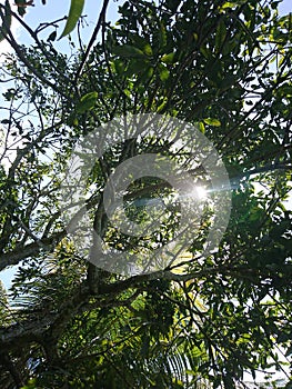 Dark blue sky coming through the trees.