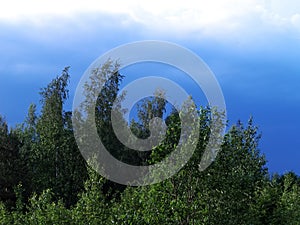 Dark blue sky over a young forest