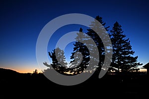 Dark blue sunset with pine cone trees silouhette