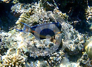 Dark blue surgeonfish with orange tail spine