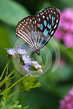 Dark Blue Tiger butterfly (Tirumala septentrionis)