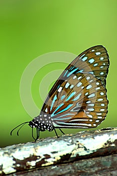 Dark Blue Tiger Butterfly (Tirumala septentrionis) perching on w