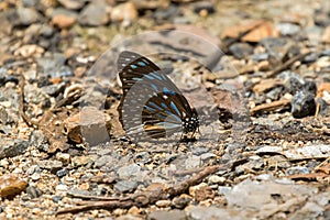 Dark Blue Tiger, Danaid butterfly with blue marks on wings on th
