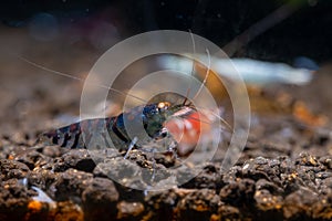 Dark blue tiger golden eye dwarf shrimp look for food on aquatic soil in fresh water aquarium tank and stay with other shrimps
