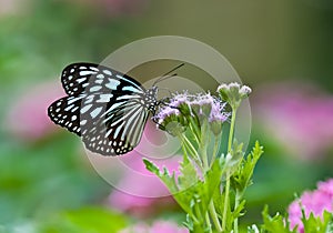 Dark Blue Tiger (Tirumala septentrionis) butterfly