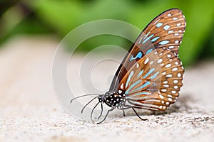 Dark Blue Tiger Tirumala septentrionis butterfly