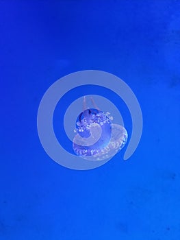 Dark Blue Translucent Jellyfish at the Ripley\'s Aquarium of Canada