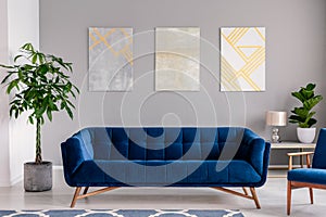 A dark blue velvet couch in front of a gray wall with graphic paintings in a modern living room interior. Real photo. photo