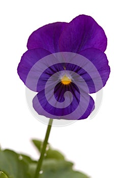 Dark blue and violet garden viola variety isolated