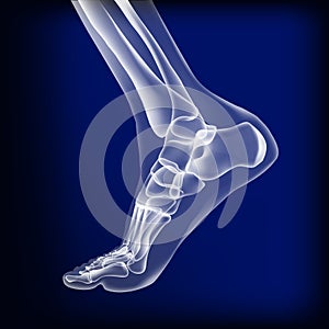 Dark blue visualization of bones of foot. photo
