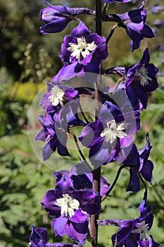 Dark blue and white mid-century hybrid `Delphinium` flowers