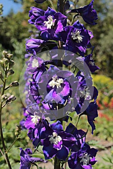 Dark blue and white mid-century hybrid `Delphinium` flowers