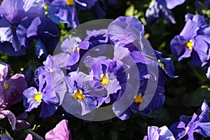 Dark blue Wild pansy or Viola tricolor small wild flowers with bright open petals densely planted in local garden on warm spring