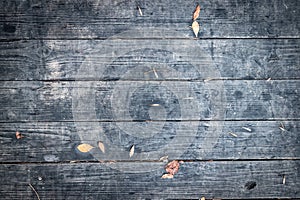 Dark boards background with blotches of grey color and yellow autumn leaves with pine needles. Old wood texture pattern concept