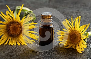 A dark bottle of elecampane essential oil with fresh plant