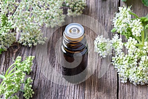 A dark bottle of essential oil with angelica plant photo
