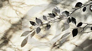 Dark Branch with Leaves Casting Shadows on Beige Textured Surface