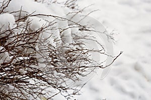 Dark branches without leaves on white snow background