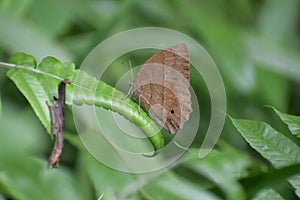Dark brand bush brown Butterfly