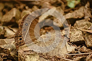 Dark brand bush brown resting on ground