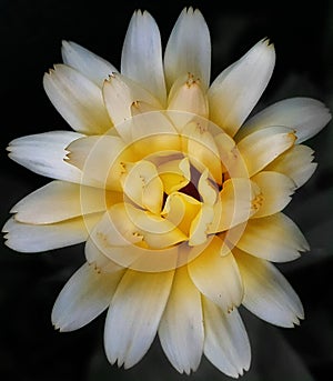 Sunshine in a flower