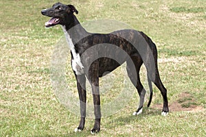 Dark brindle greyhound standing in rough grass