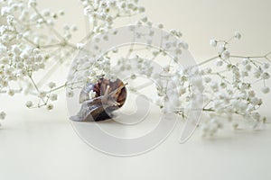 Dark brown Achatin with a spiral shell crawls among beautiful white flowers on a bright clear day. Extreme closeup macro healing