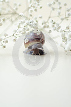 Dark brown Achatin with a spiral shell crawls among beautiful white flowers on a bright clear day. Extreme closeup macro healing