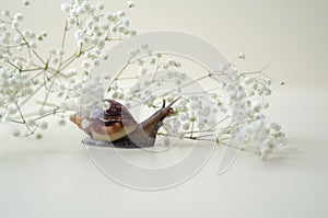 Dark brown Achatin with a spiral shell crawls among beautiful white flowers on a bright clear day. Extreme closeup macro healing