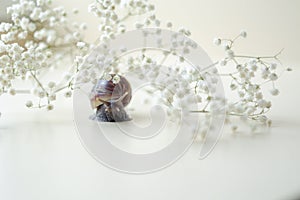 Dark brown Achatin with a spiral shell crawls among beautiful white flowers on a bright clear day. Extreme closeup macro healing