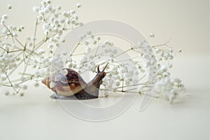 Dark brown Achatin with a spiral shell crawls among beautiful white flowers on a bright clear day. Extreme closeup macro healing