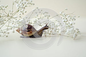 Dark brown Achatin with a spiral shell crawls among beautiful white flowers on a bright clear day. Extreme closeup macro healing