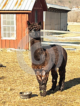 Dark brown alpaca