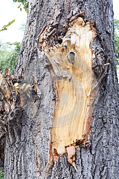 Dark brown bark. Texture of tree trunk