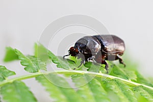 Dark brown beetle on green fern