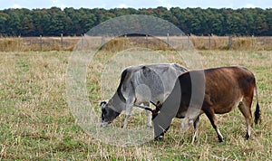 Dark brown and black and grey cows with horns in the meadow