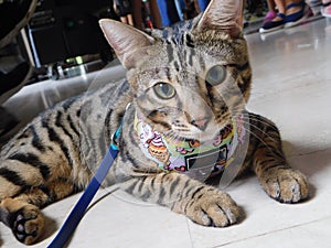 A dark brown black striped spotted furred cat closeup