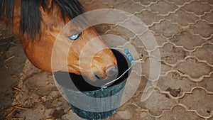 A Dark Brown Blind Horse Drinking Water From A Bucket In The Horse Stable