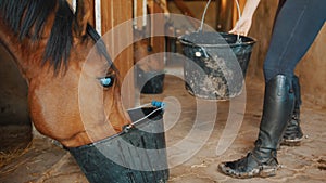 A Dark Brown Blind Horse Drinking Water From A Bucket In The Horse Stable