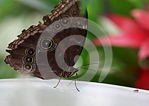 The dark brown butterfly with white rounds macro shot
