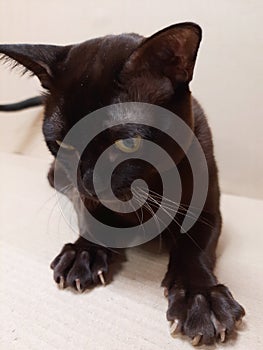 Dark brown cat  paws with claws